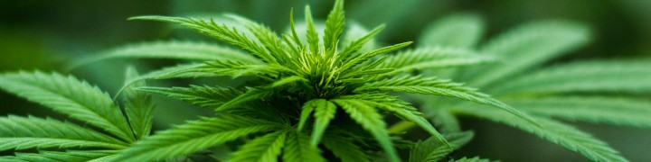 CFO Leads Cannabis Company to IPO