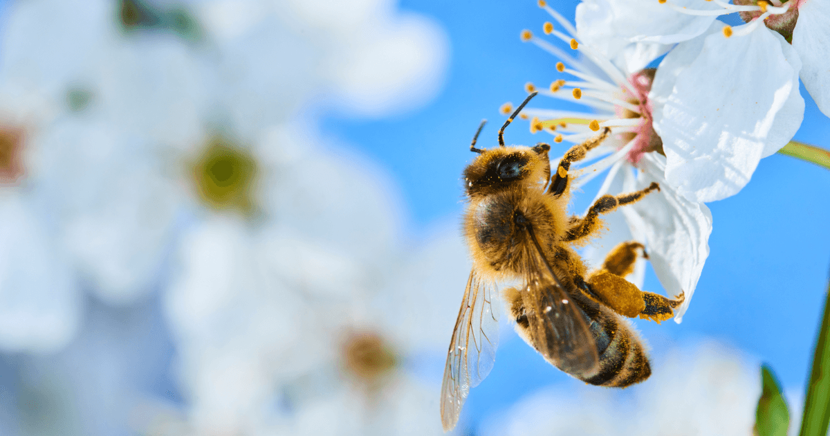 Seeing with New Eyes: Cross-Pollination in Business Has Advantages